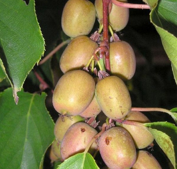 Актинидия Аргута 'Вейки' (муж.)